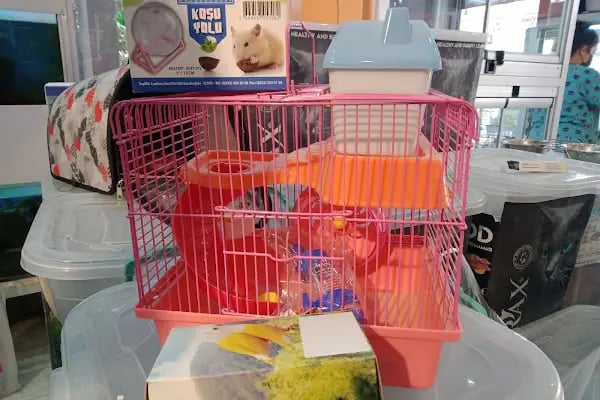 Missy Pet Shop - Resim 19