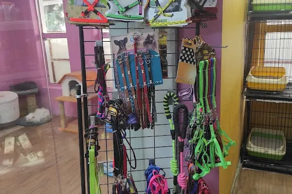 Missy Pet Shop - Resim 4