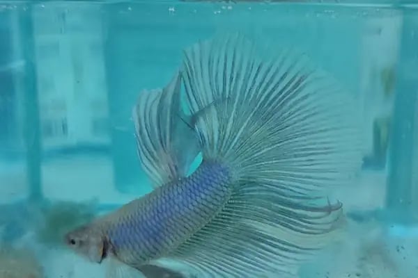 Denizli Poseidon Akvaryum - Resim 11