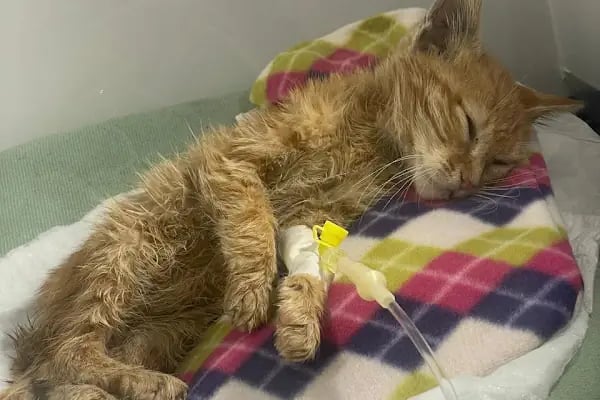 Petliv Veteriner Kliniği Acil Veteriner - Resim 6
