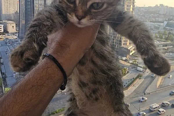 Petliv Veteriner Kliniği Acil Veteriner - Resim 3