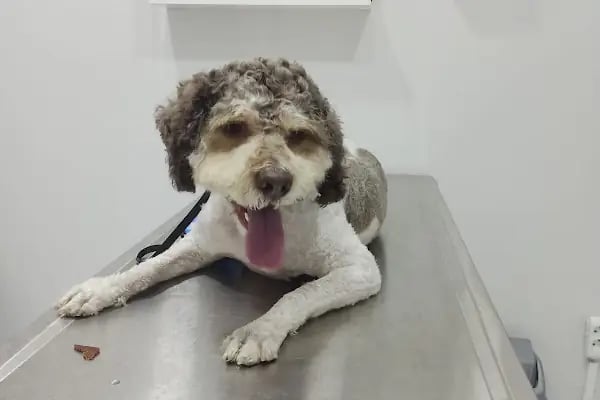 Petliv Veteriner Kliniği Acil Veteriner - Resim 11