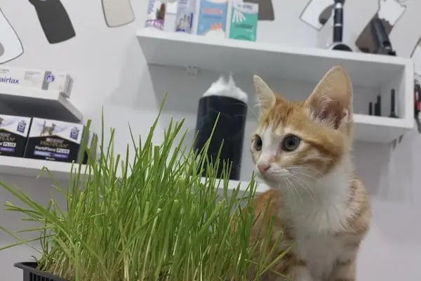 Petliv Veteriner Kliniği Acil Veteriner - Resim 10