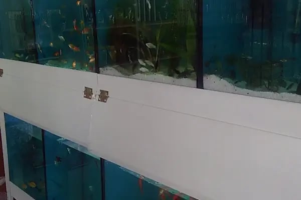 Aydoğan Petshop - Resim 10