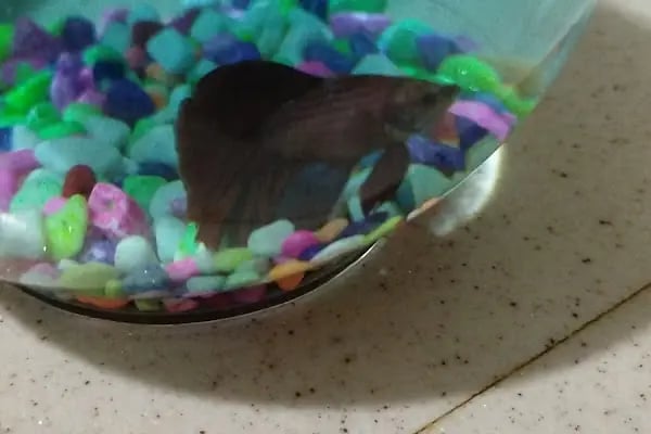 Aydoğan Petshop - Resim 4