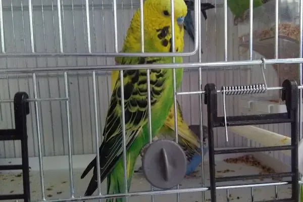 Aydoğan Petshop - Resim 3