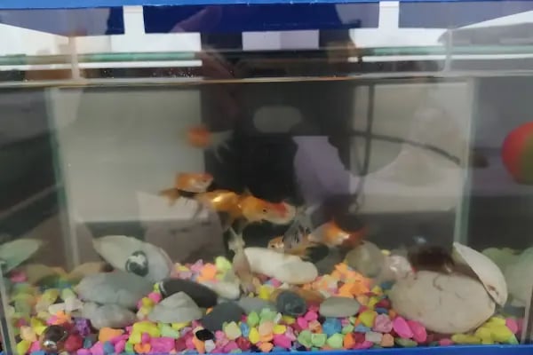 Aydoğan Petshop - Resim 13