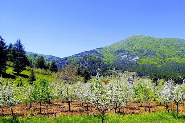 Huzurlu Yaylası - Resim 19