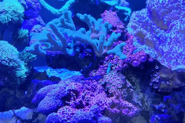 Aqua Blue - Resim 17