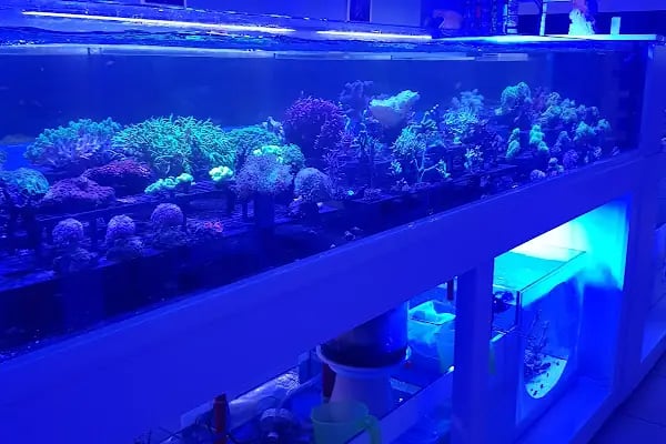 Aqua Blue - Resim 1