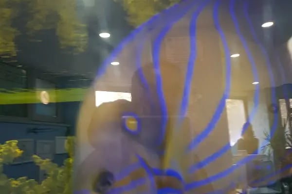 Aqua Blue - Resim 13
