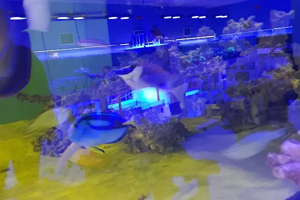 Aqua Blue - Resim 3