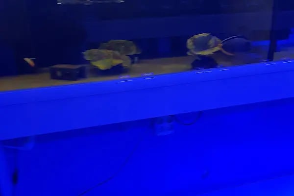 Aqua Blue - Resim 14