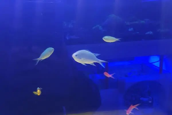 Aqua Blue - Resim 5
