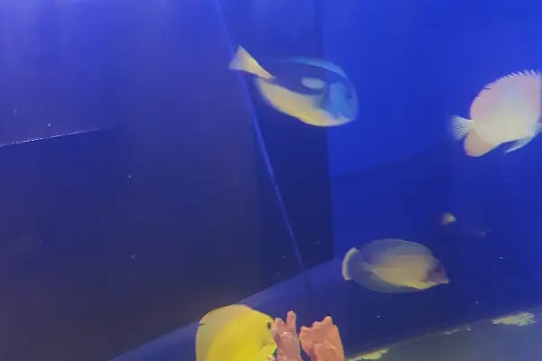Aqua Blue - Resim 4