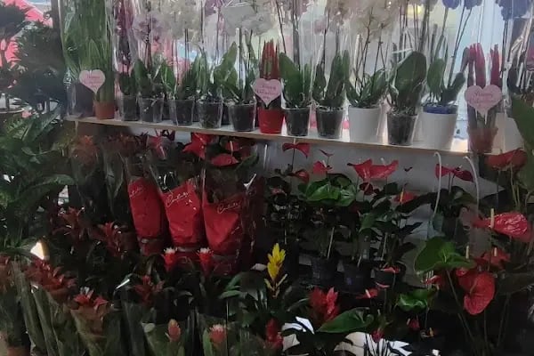 Sefaköy Çiçekçi &amp; İzden Flowers - Resim 11