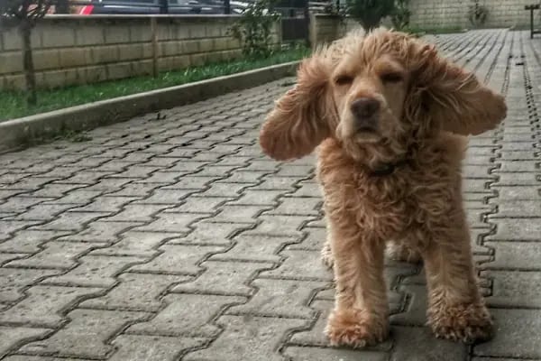 Çınar Veteriner Polikliniği - Resim 10