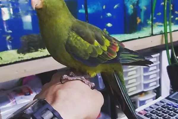 Can Pati Petshop - Resim 14