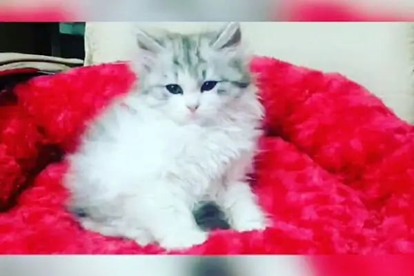 Can Pati Petshop - Resim 6