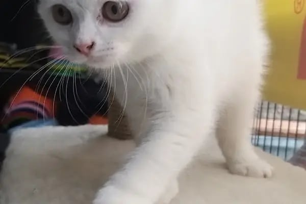 Can Pati Petshop - Resim 18