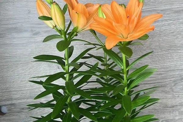 Flowershop - Resim 17