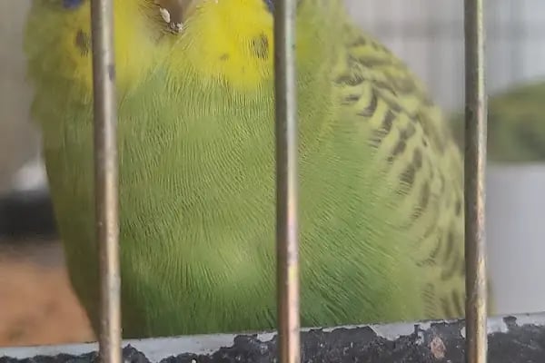Arı Petshop - Resim 2