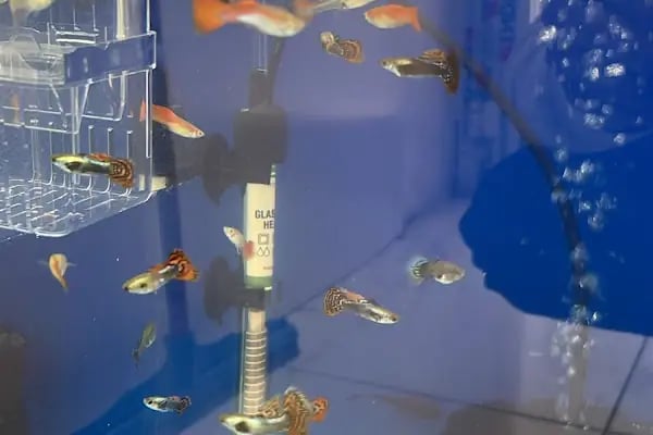 Koçak Petshop - Resim 7
