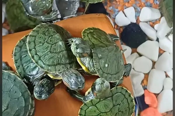 Koçak Petshop - Resim 14