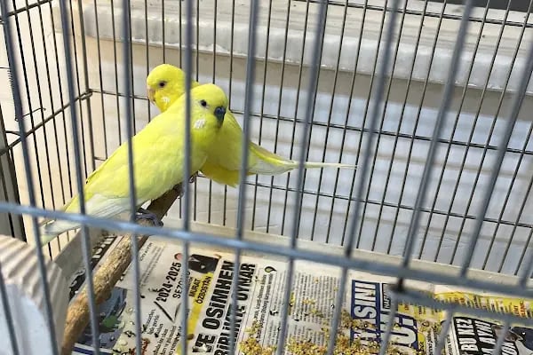 Koçak Petshop - Resim 16