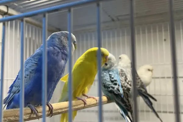 Koçak Petshop - Resim 8