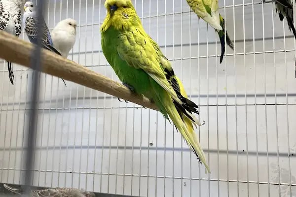 Koçak Petshop - Resim 5