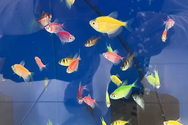 Koçak Petshop - Resim 12