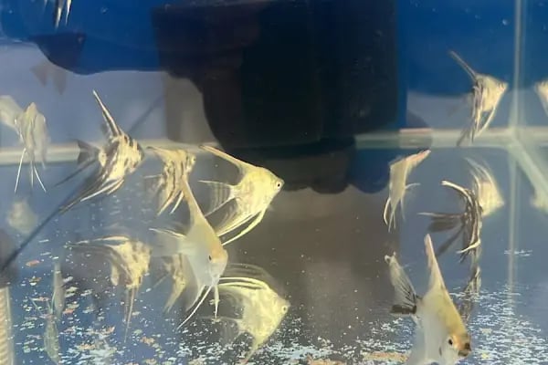 Koçak Petshop - Resim 4